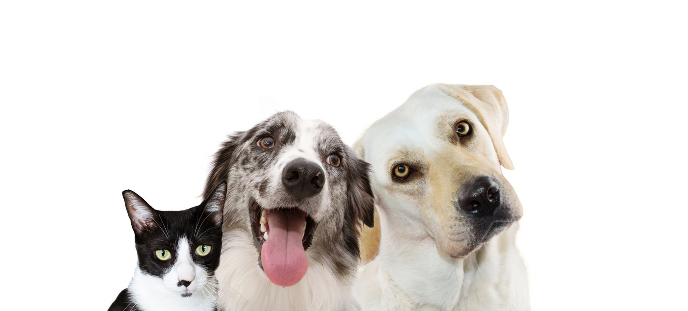 犬と猫たち