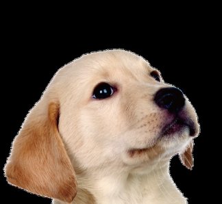子犬